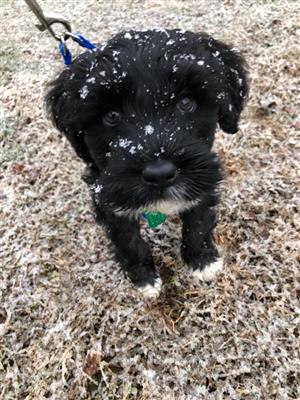 Snow Pup 